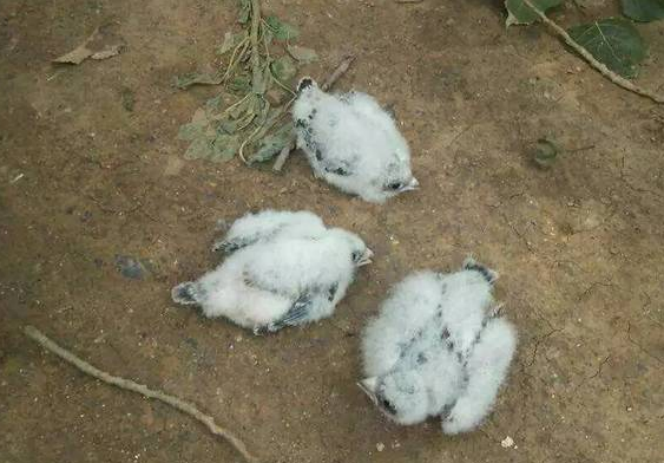 2014年，河南大学生抓16只鸟被判10年，其父喊冤：他只是个孩子