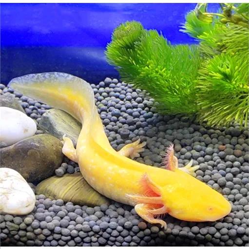 六角恐龙鱼美丽的六角恐龙鱼百科