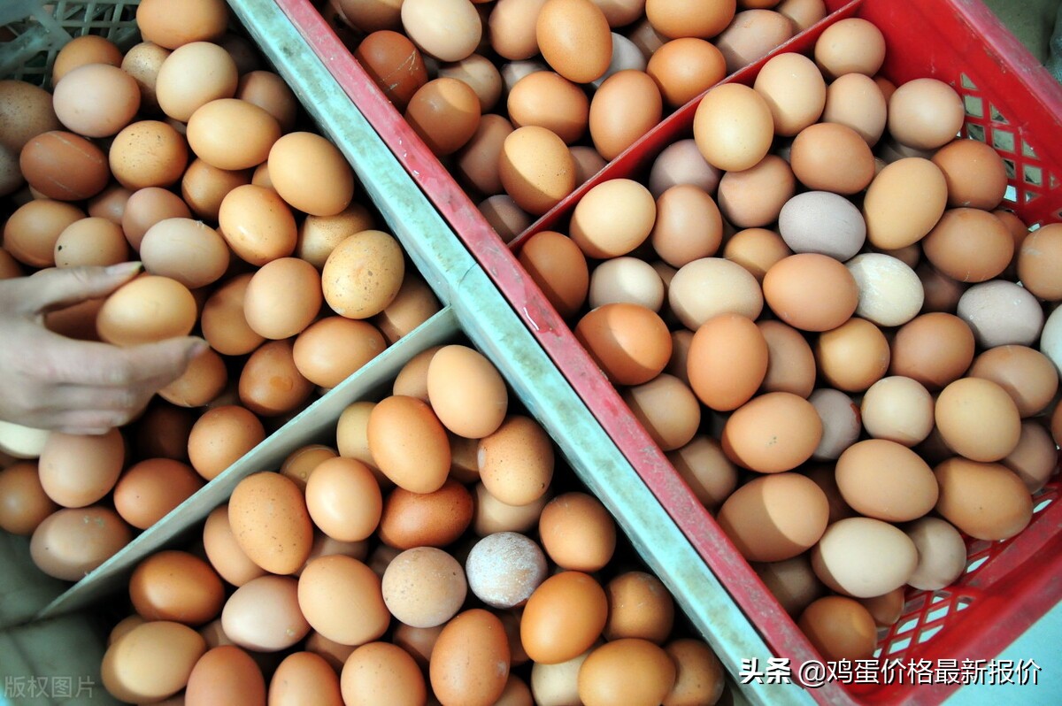 2022年4月8日鸡蛋价格最新报价行情，河北馆陶鸡蛋价格报价