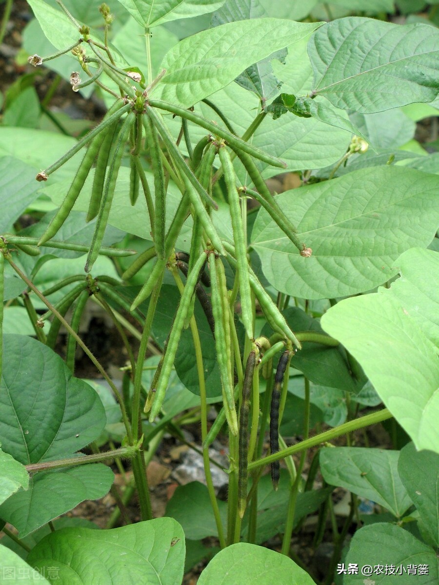 大家总结出了各种(绿豆怎样种植管理才能更高产？从播种到采收注意这11个方面)