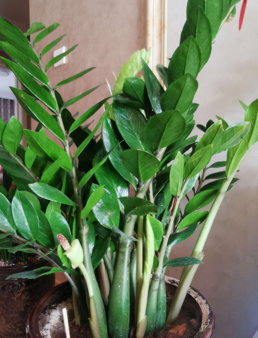 金钱树也要养到一定的株龄才会开花,金钱树开花相对来说比较容易,很多