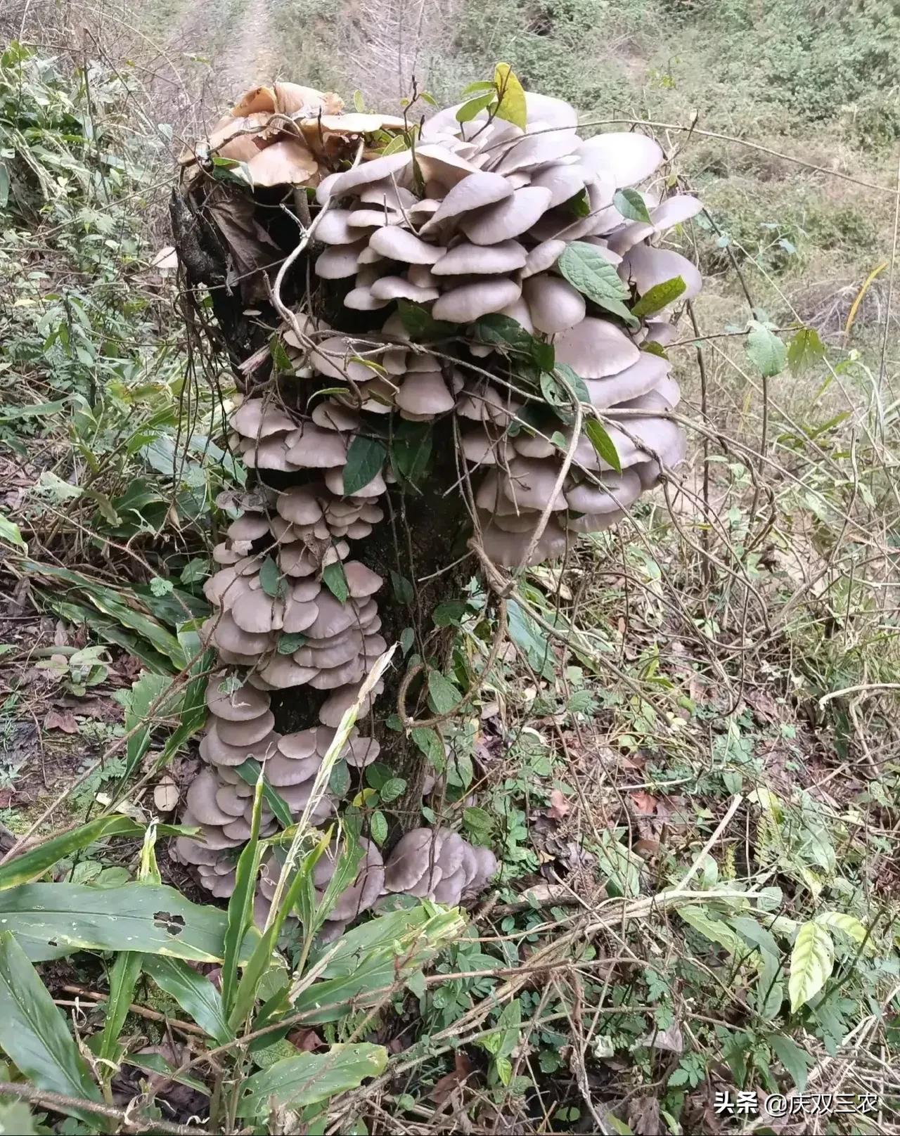 平菇菌种怎么养（平菇菌种的制作原理与概况）