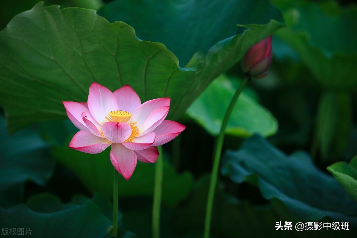 拍照絕招：這5個攝影技巧，教會中老年攝影愛好者拍照片