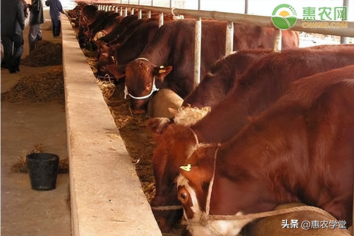 今日活牛价格多少钱一斤？市场上常见的有哪些品种？