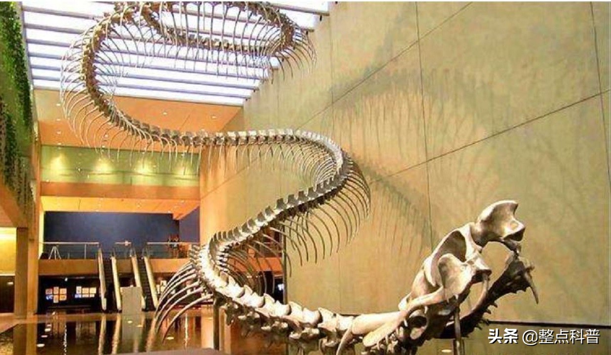 古生物学家发现了一个巨蟒化石坑,通过研究28具巨蛇化石,发现在距今约