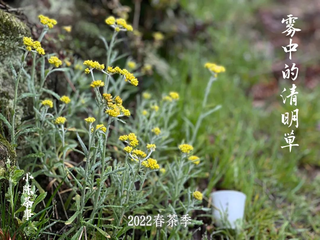 看了就懂的春茶选购指南，绿茶、白茶、红茶，哪些现在可以入手了