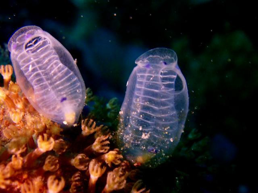 海蠍子(為進化而退化的生物:為了得到更多的氧氣,主動使身體退化)