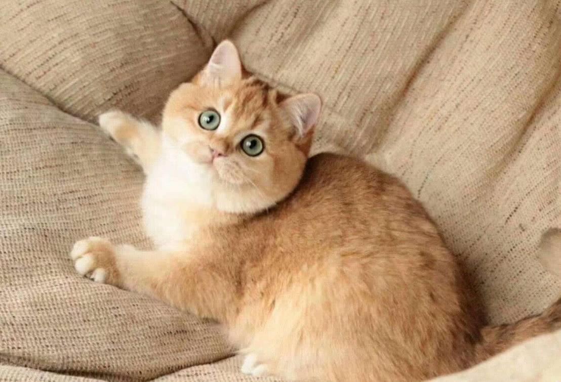 猫界最“忠诚”的猫，和最“白眼狼”的猫，有你家的吗？