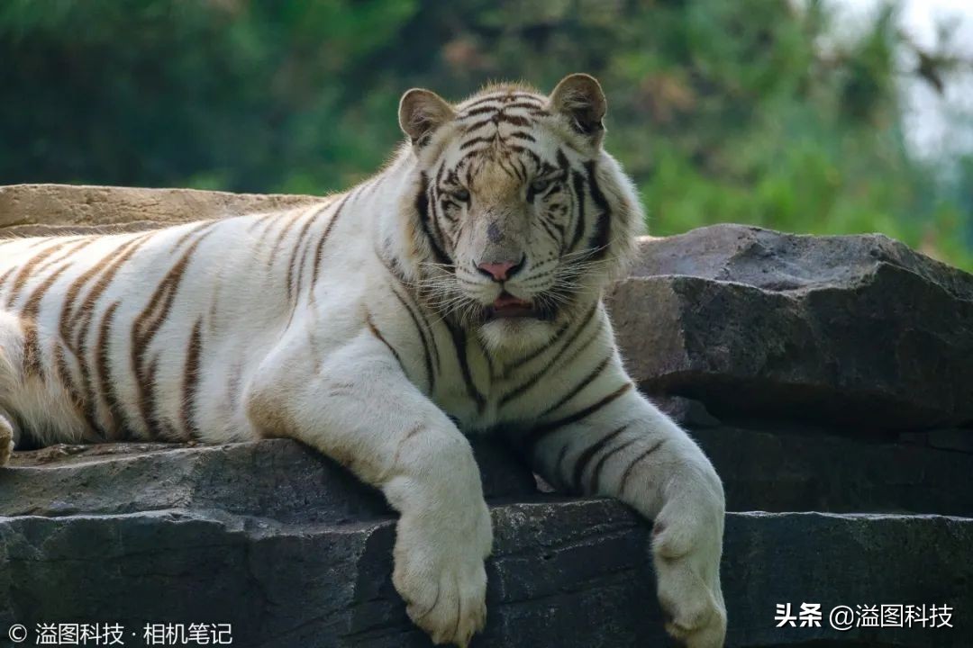 试玩一个兼具高性能与便携性的生态拍鸟新组合