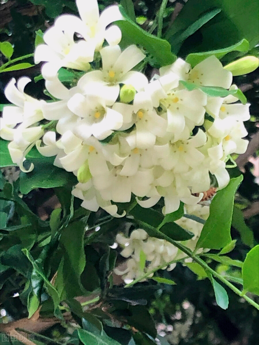 一花一深爱，十里春风花盛开，时光岁月最深情，素心从容笑如花