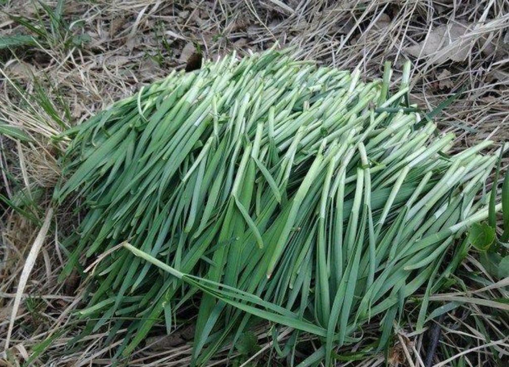 野菜有哪些（这100种野菜很常见也很美味）