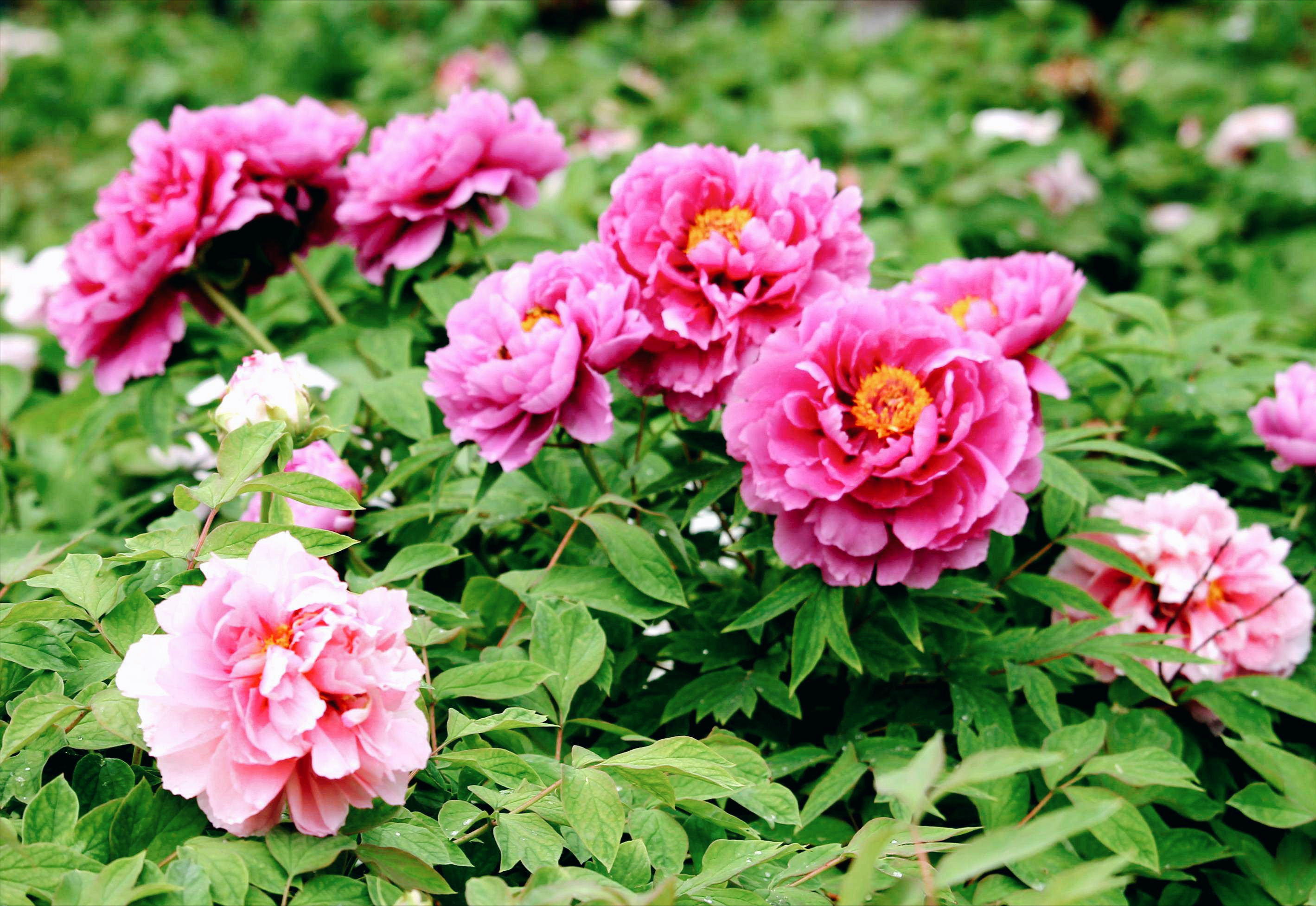 18首关于牡丹花的诗词：惊艳妖娆，绚丽如梦，一美千年