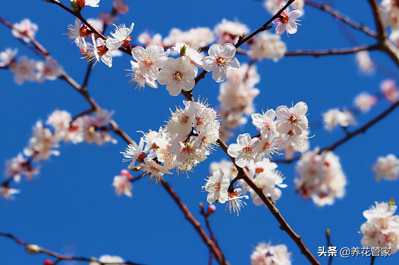 杏花落指的是什么（对杏花的简介与样貌介绍）