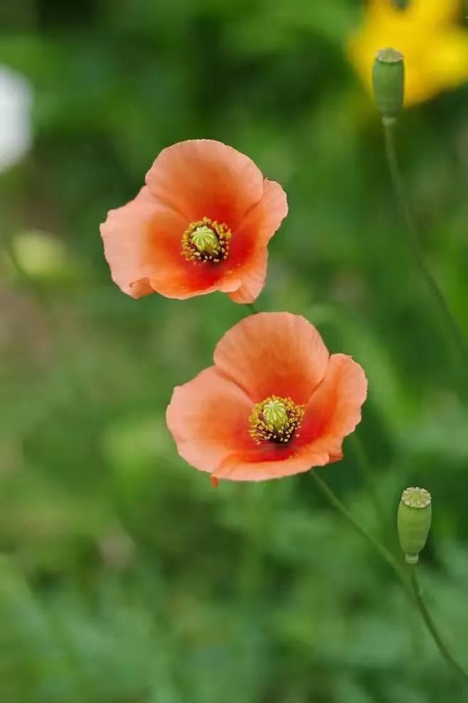 罂粟花图片 罂栗花图片集-伙伴百科