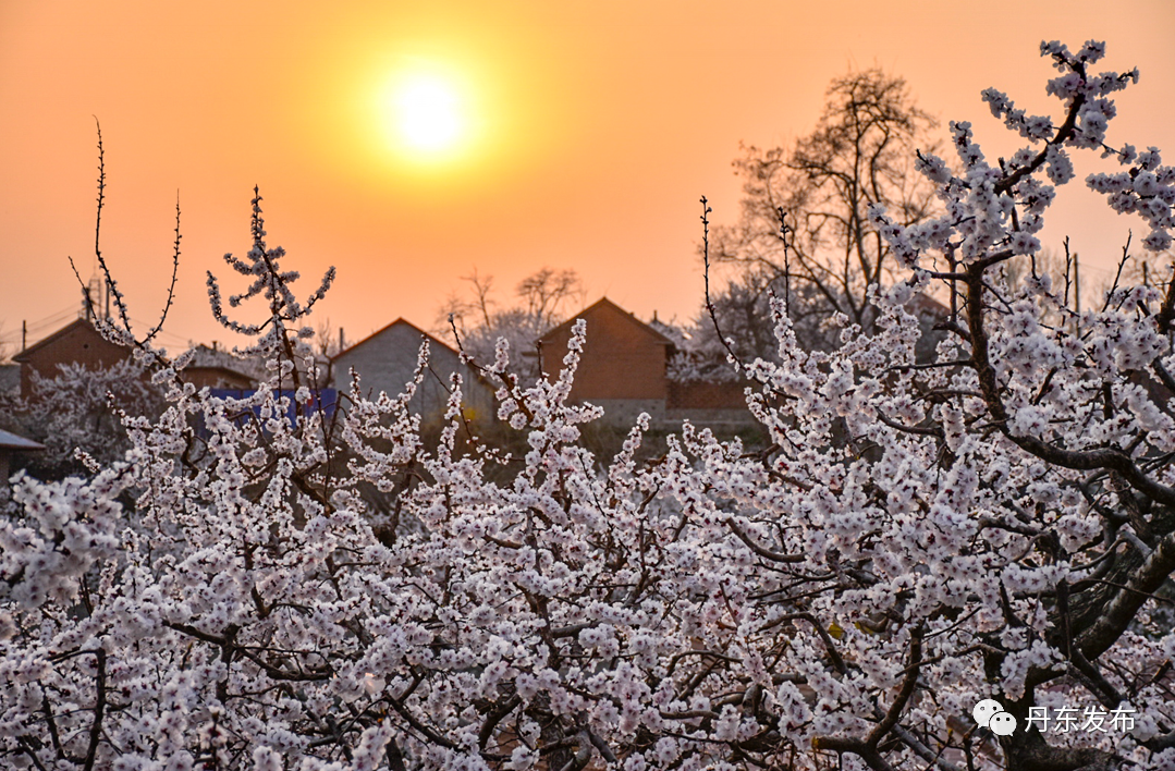 丹东这一地儿入选全国十大赏樱地！赏花攻略提前收藏