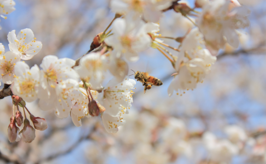 「诗词鉴赏」春有约 花不误，樱桃花竞相绽放，不负好春光