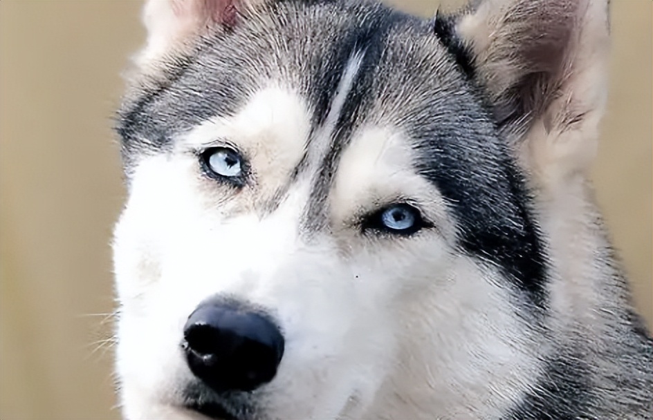 阿拉斯加犬和哈士奇，有啥区别？区别大了