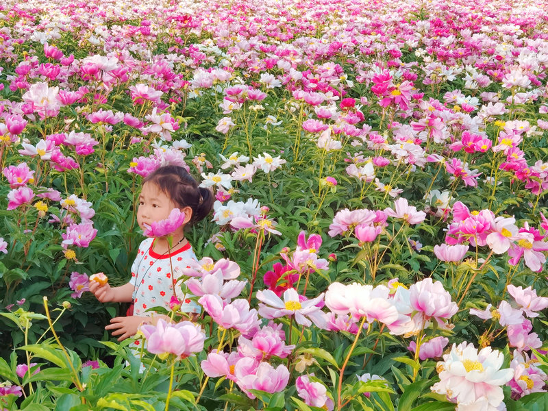 宁阳神童山下，芍药花开正艳