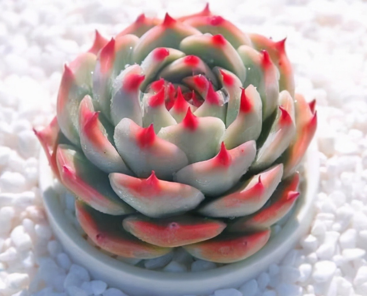 红极一时的多肉吉娃娃,跌落"神坛"依旧备受宠爱,该怨:太好养