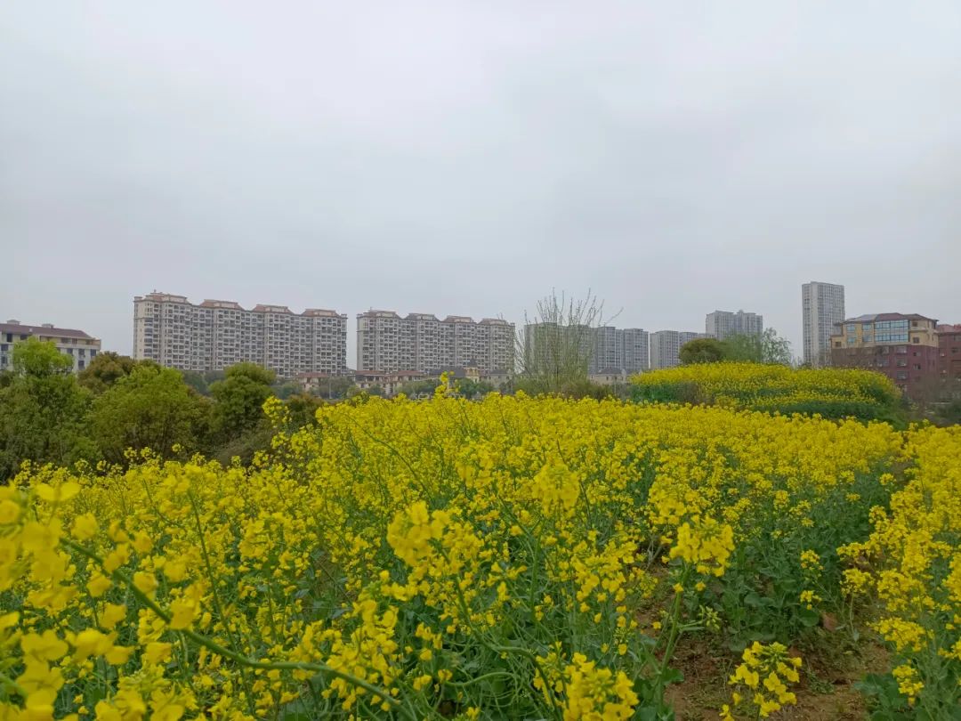 谁有手机拍的家乡春天美景(金义记录：春分，我在金义新区（金东）孝顺镇拍到的春天)