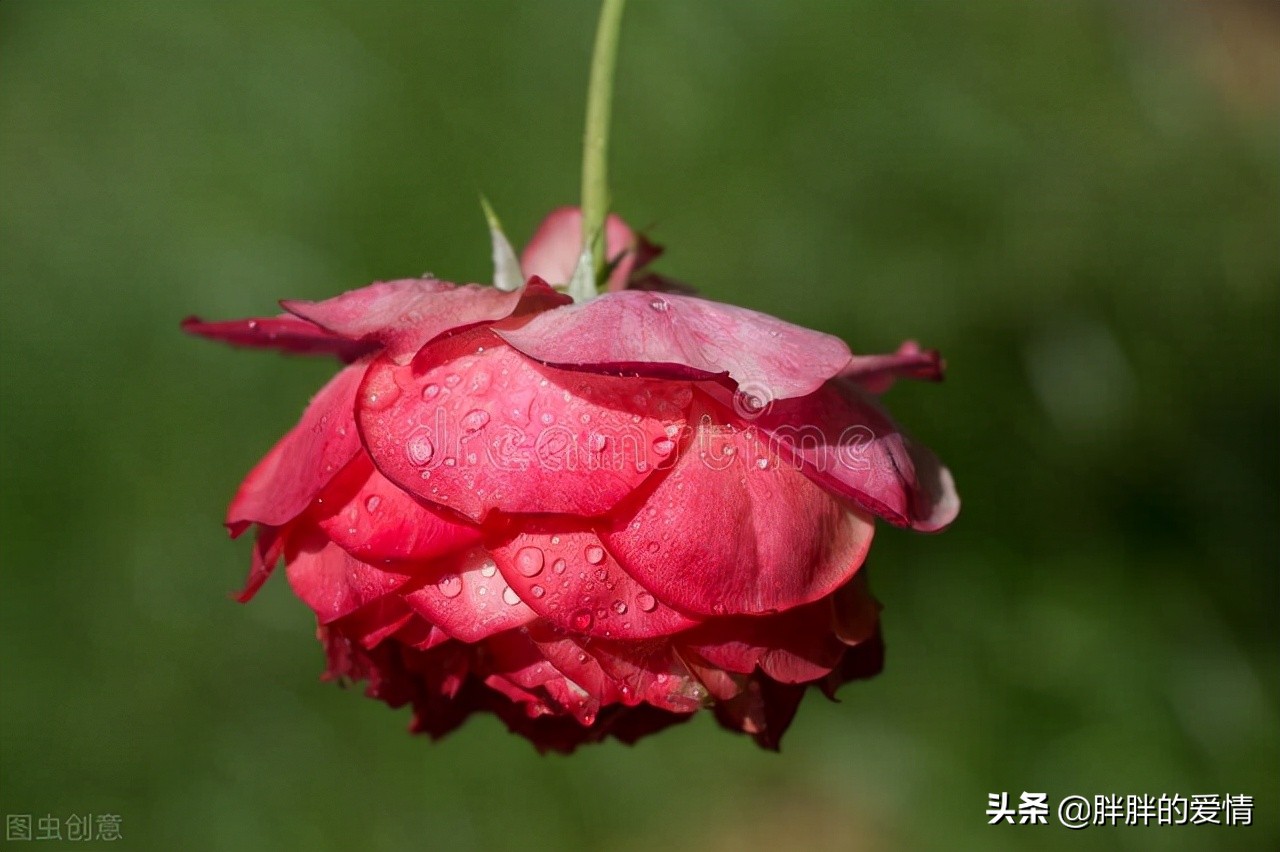 人生在世，只有无奈最多；喜欢你，始于颜值，陷于才华，忠于人品