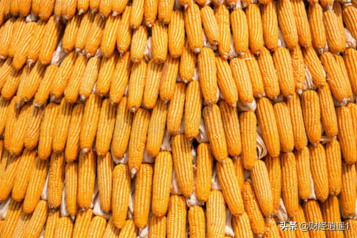 拒绝了！今天每吨玉米价格下跌了16元，为什么？它的价格还有下跌的空间吗？