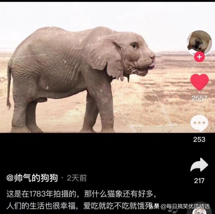 神回复：想娶迪丽热巴做老婆，第一步该做什么？我现在就去试试