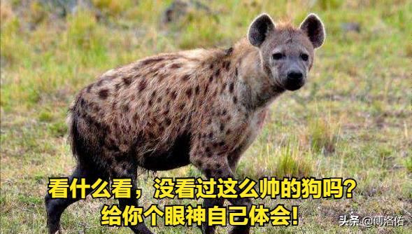 怪哉！掏肛之王斑鬣狗并非雌雄同体，雌兽身上的“丁丁”是假货