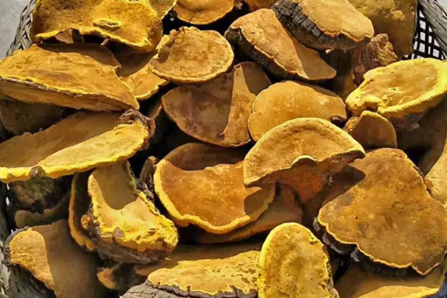 杨树桑黄多少钱一斤(被称为) - 价格百科