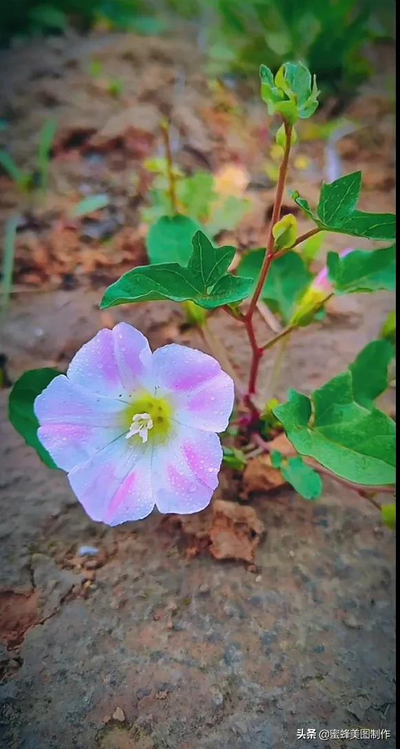 人生就是一场百花盛宴，读你千遍也不厌倦