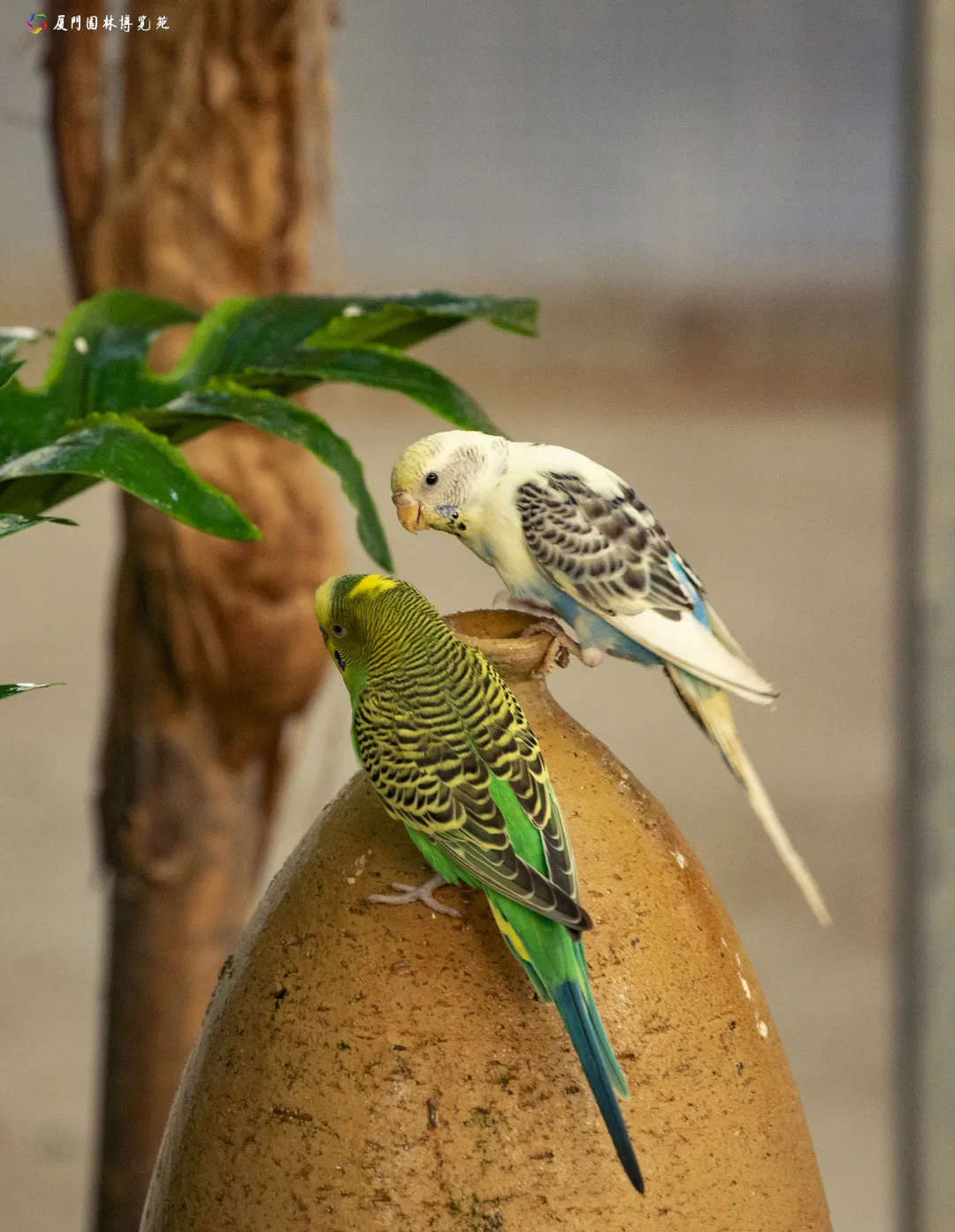 鹦鹉学舌谁是园博苑鸟中学霸