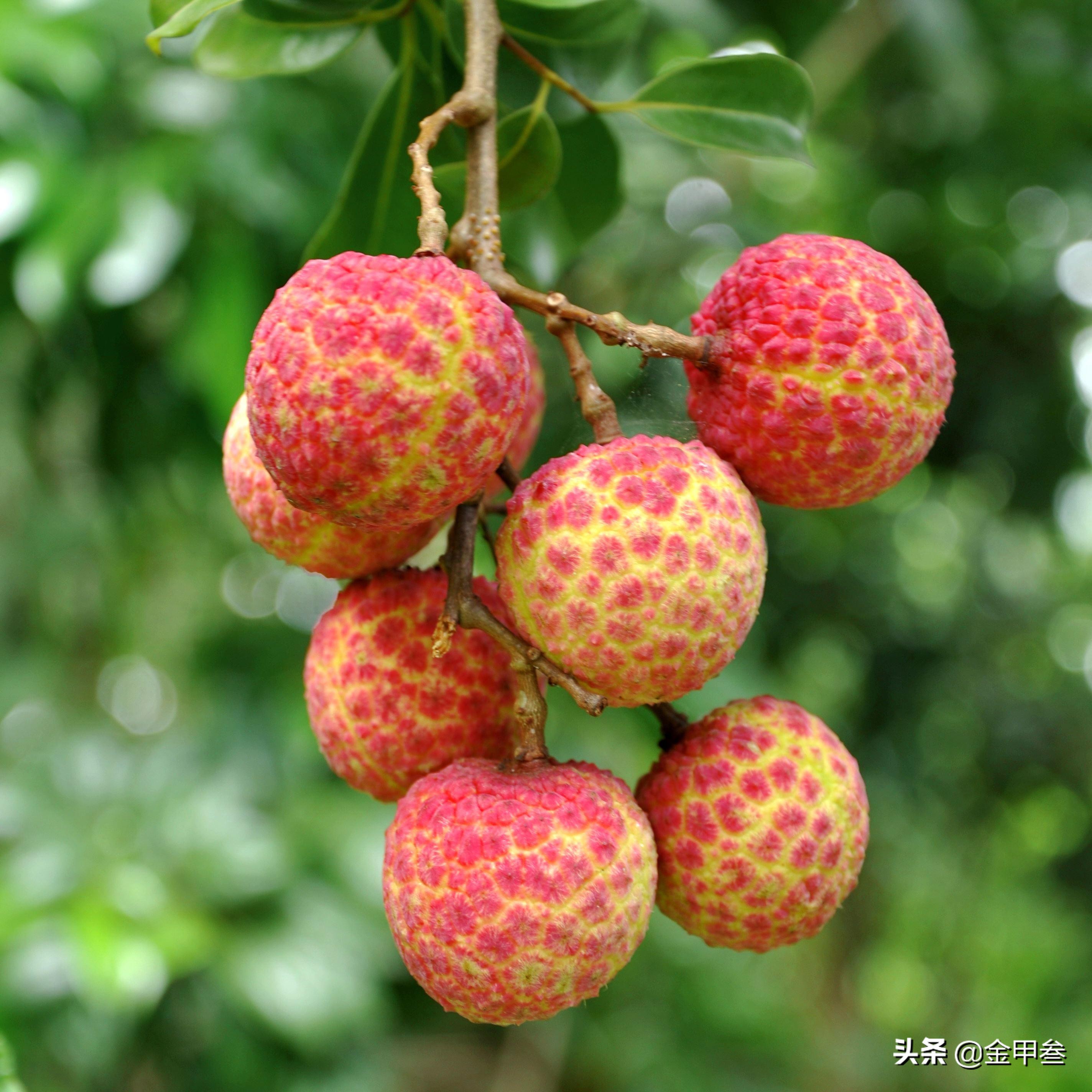 TOP10排行中国的顶级食材，舍得花钱也未必能吃上
