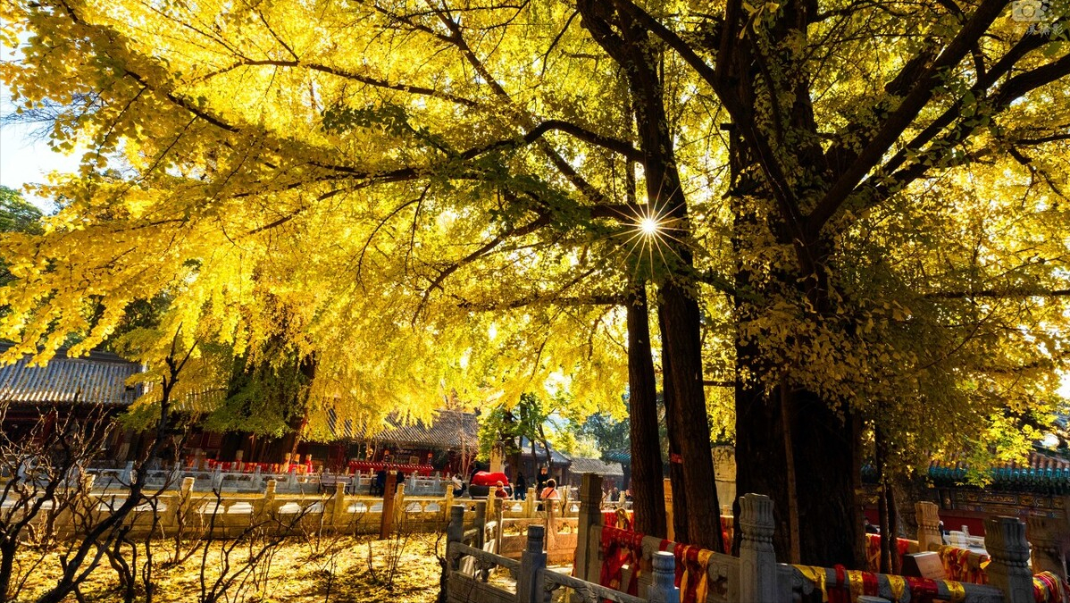 盘点全国10大求财最灵的寺庙，前仨歪果仁都喊真香，争着上头香