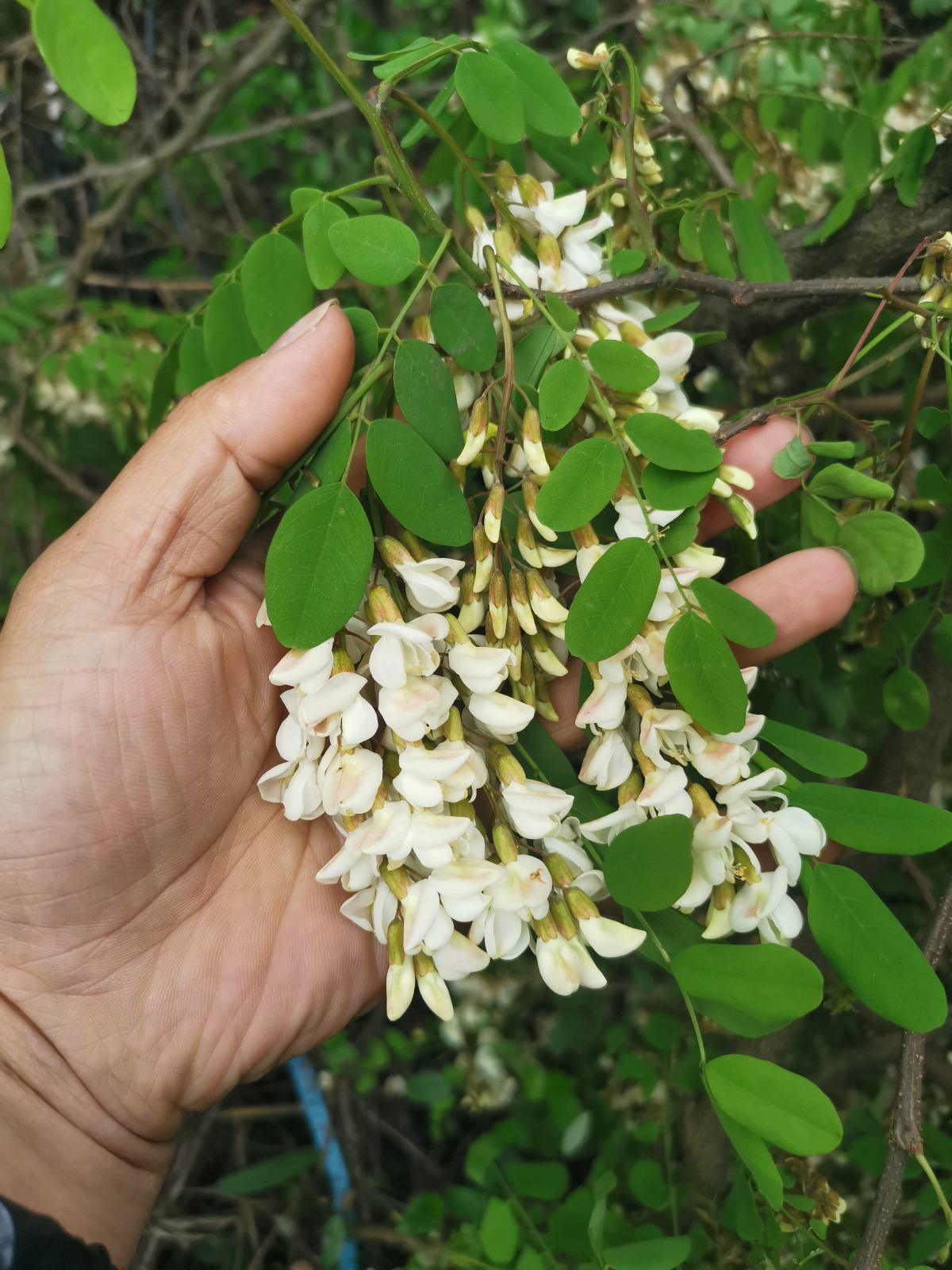 院子种什么树好（家庭院子栽什么树最好）-第3张图片-科灵网