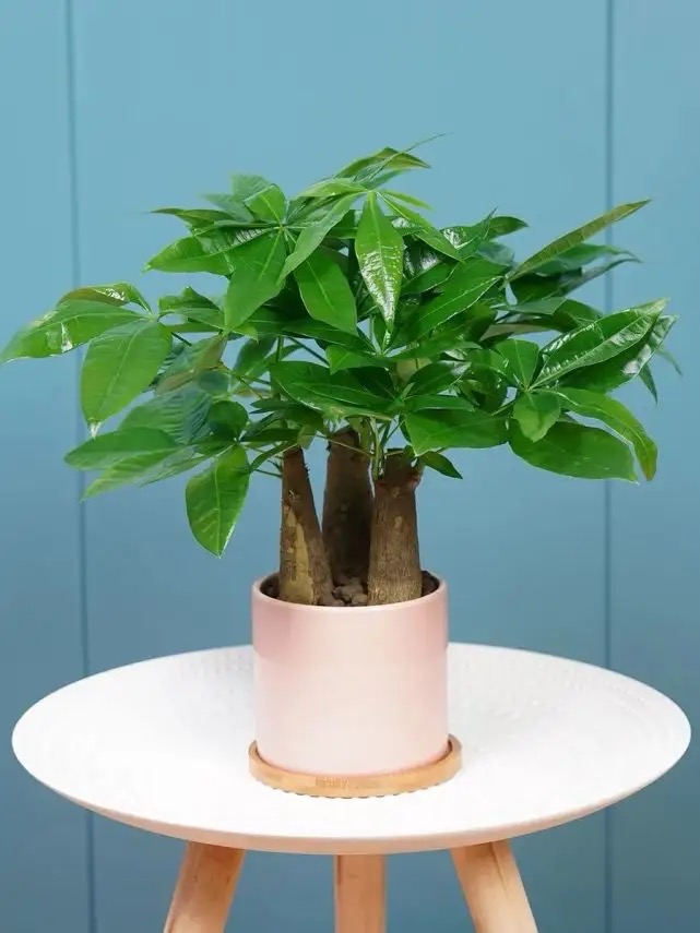 适合室内养的植物 十种旺财又旺宅的植物-大连之家