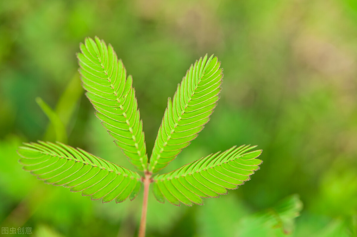 含羞草为什么一碰就合拢的原因（含羞草一碰就合拢的解释）