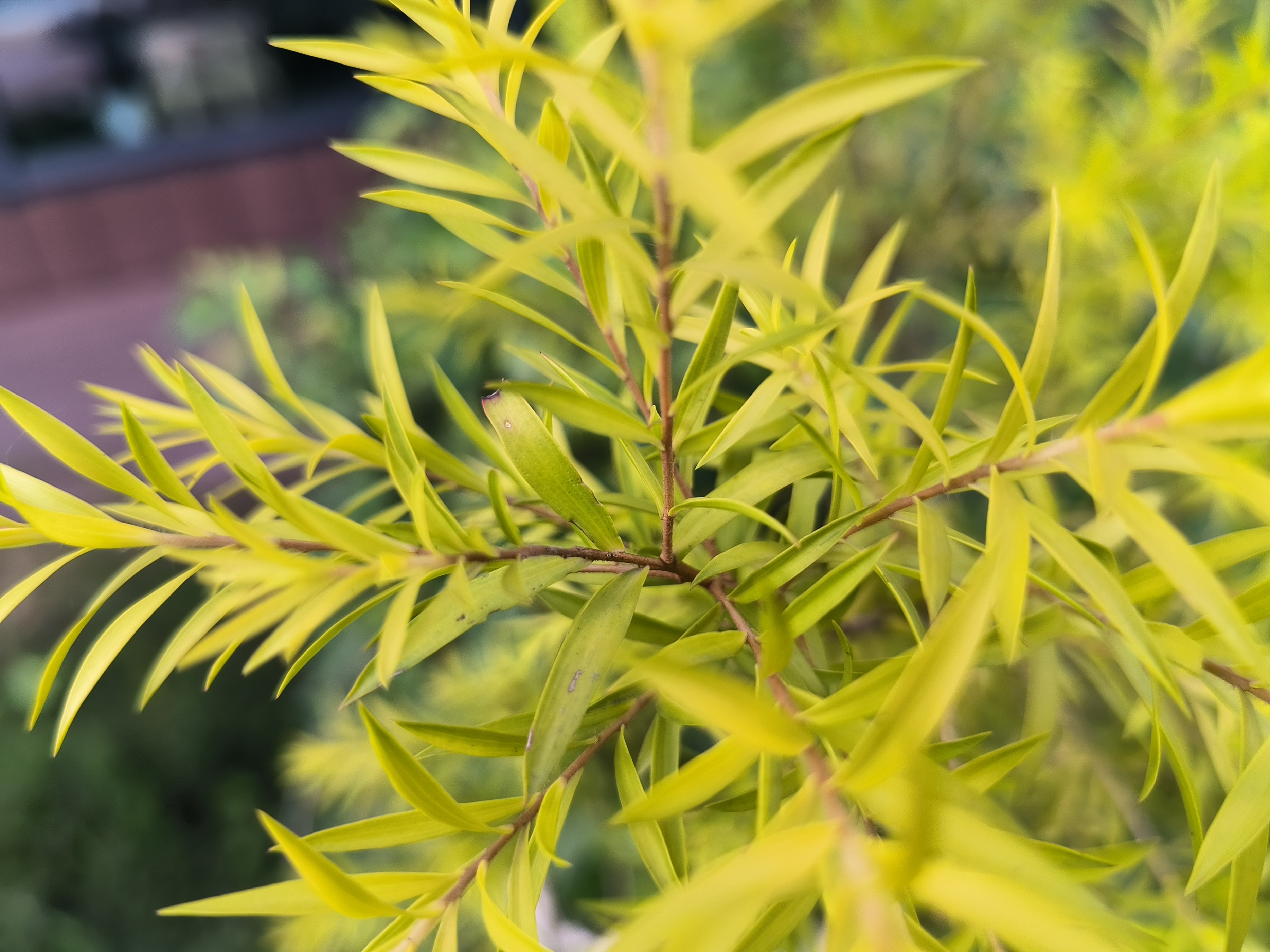 偶像派还是实力派？——荣耀70 Pro评测