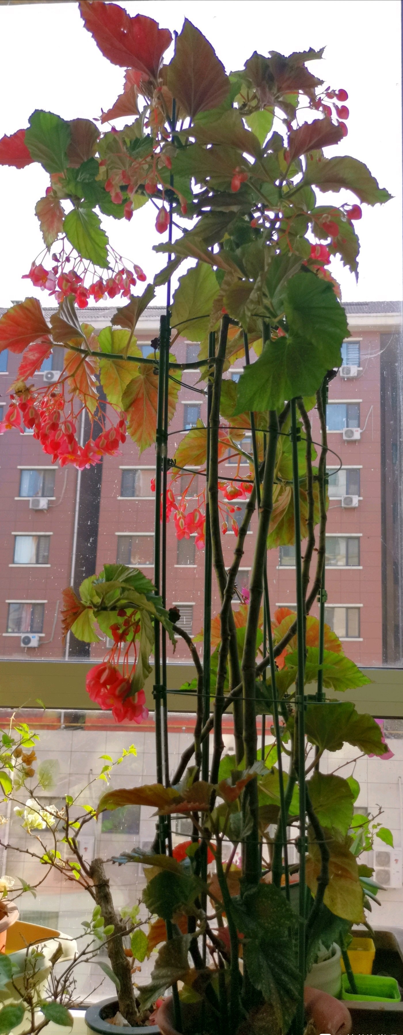 竹节秋海棠(竹节秋海棠的养殖方法和注意事项)