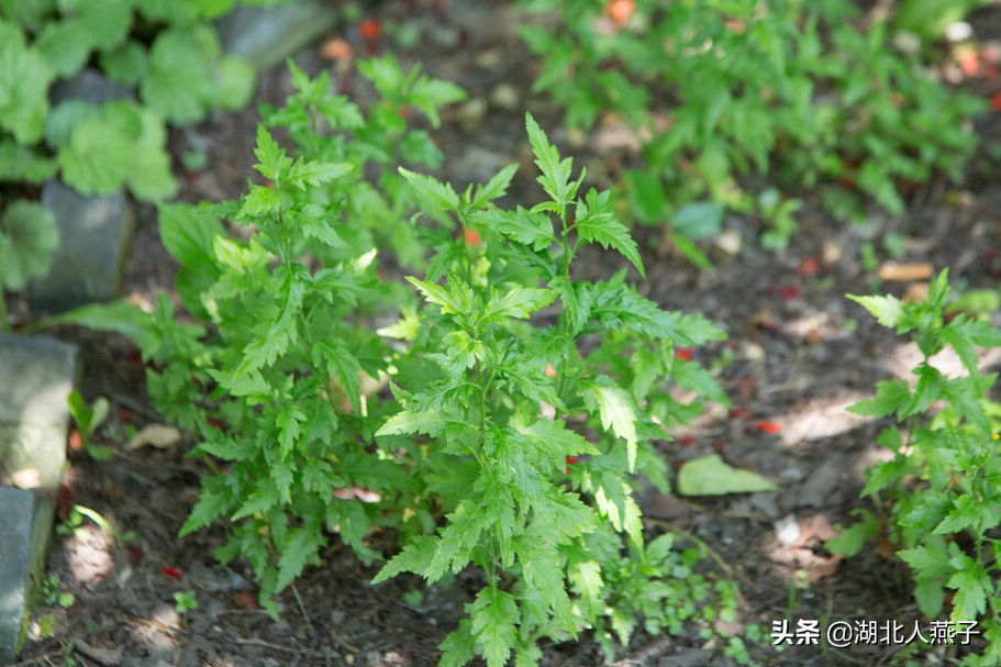 春天挖野菜，送你56种野菜大图片，带你见识不同的野菜和吃法
