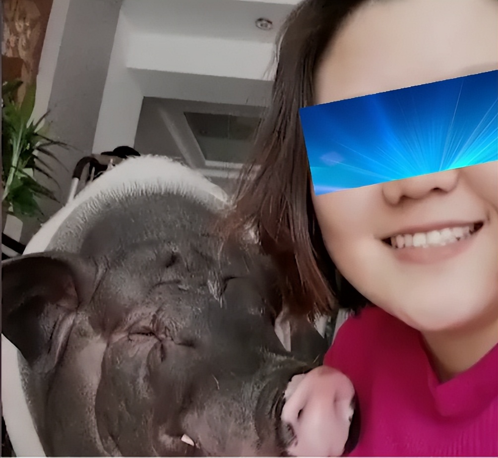 茶杯猪多少钱一只女子买宠物猪