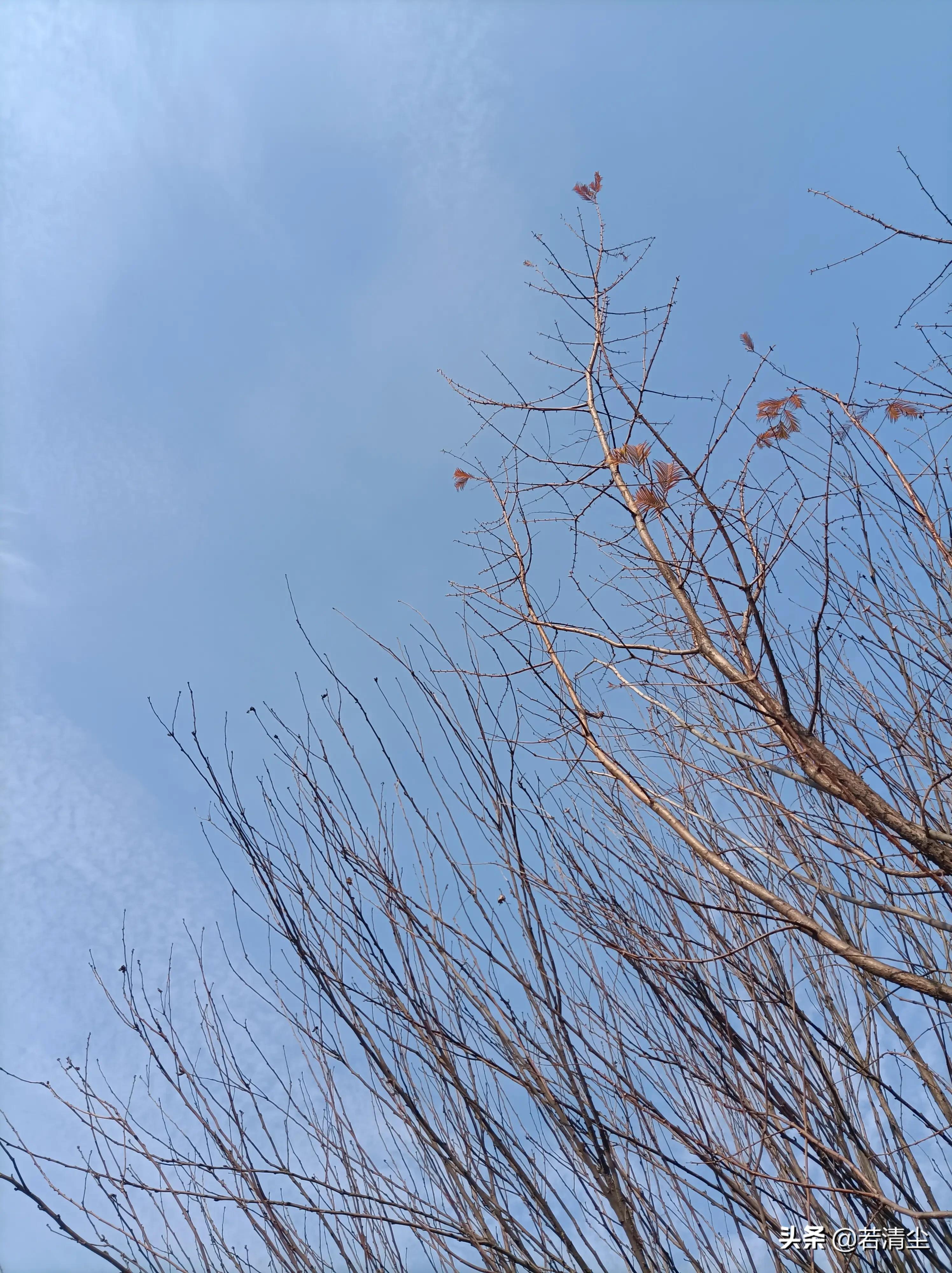 尘路过往归于尽，依心复始生如叶（文/若清尘）