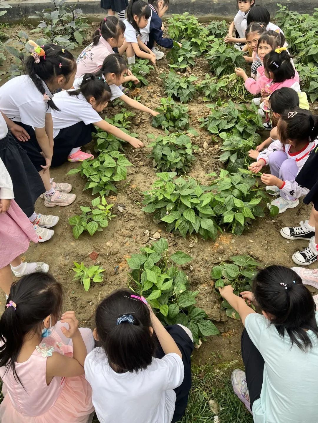 成都高新区朝阳小学深入开展二十四节气之小满有关活动