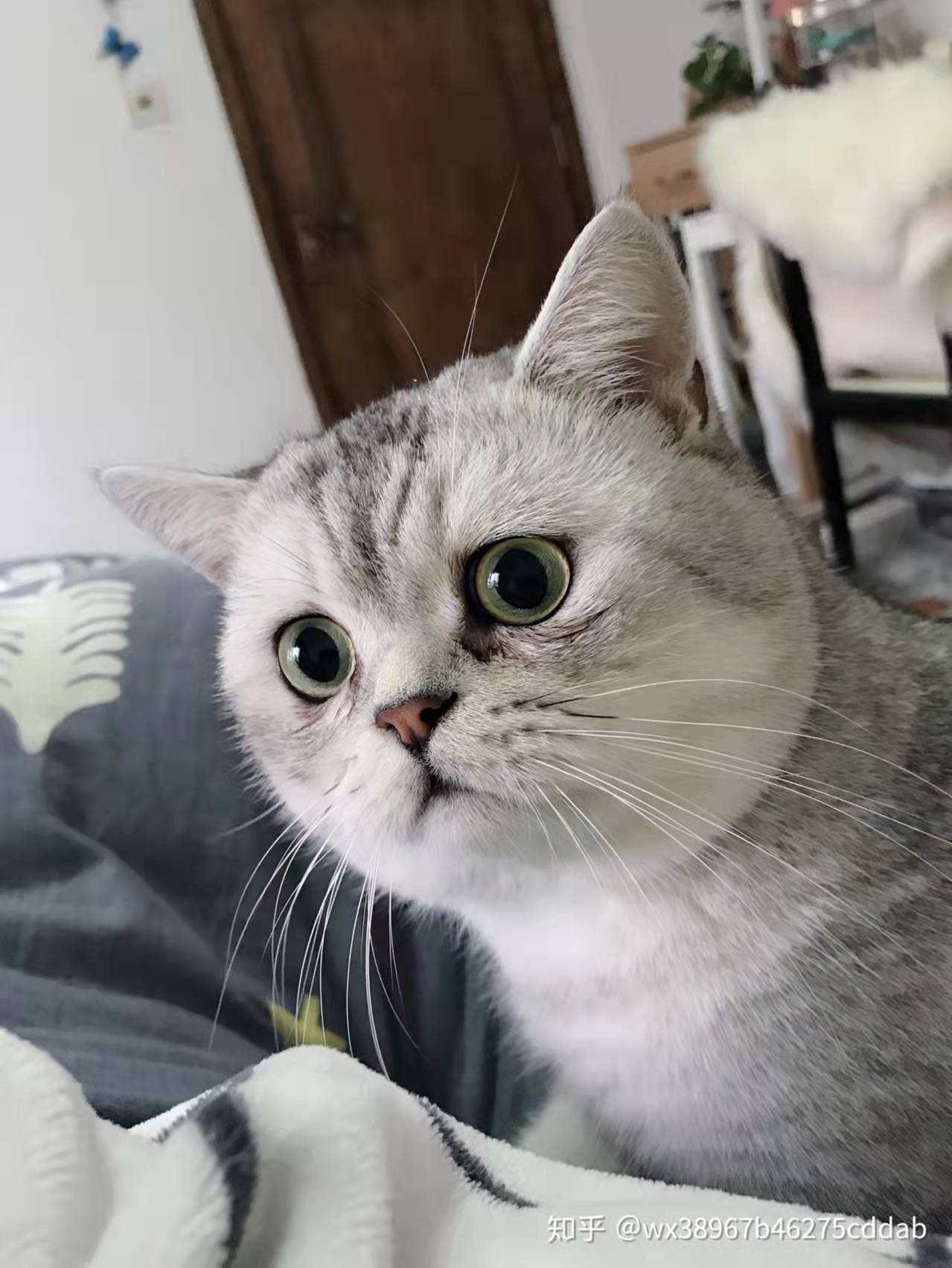 小猫经常流泪？菲尔顿：跟伤不伤心无关