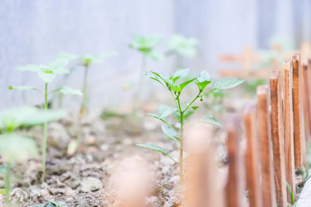 「责任教育 劳动课程」成都市双流区黄甲小学开发特色劳动种植课程