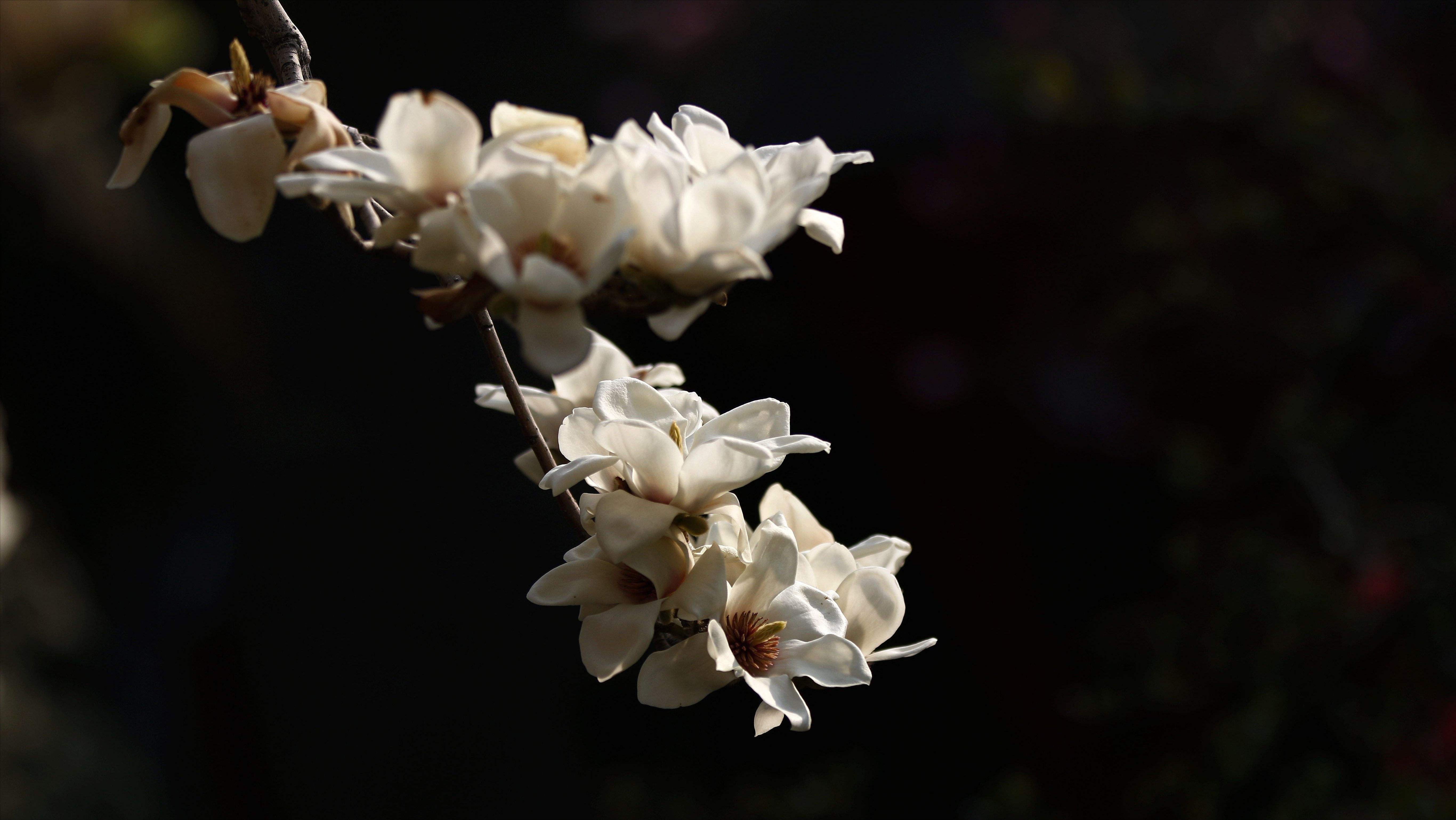 仲春三月玉兰花开，10首最美玉兰花诗词，看霓裳片片，赏束素亭亭