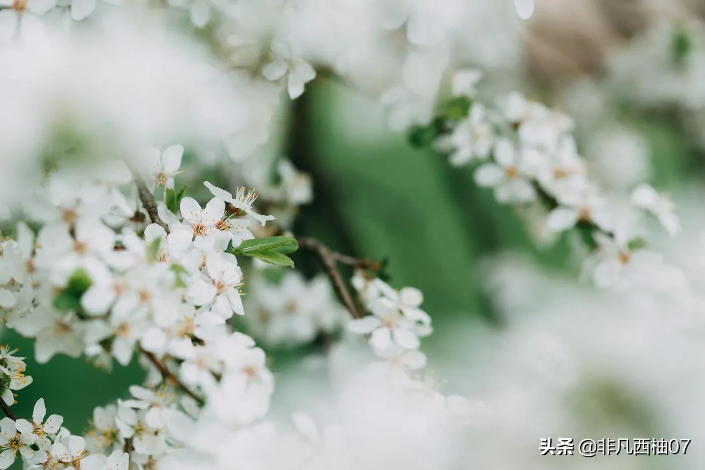 想一百个春天最美文案，都不如这些明艳的鲜花来的直白