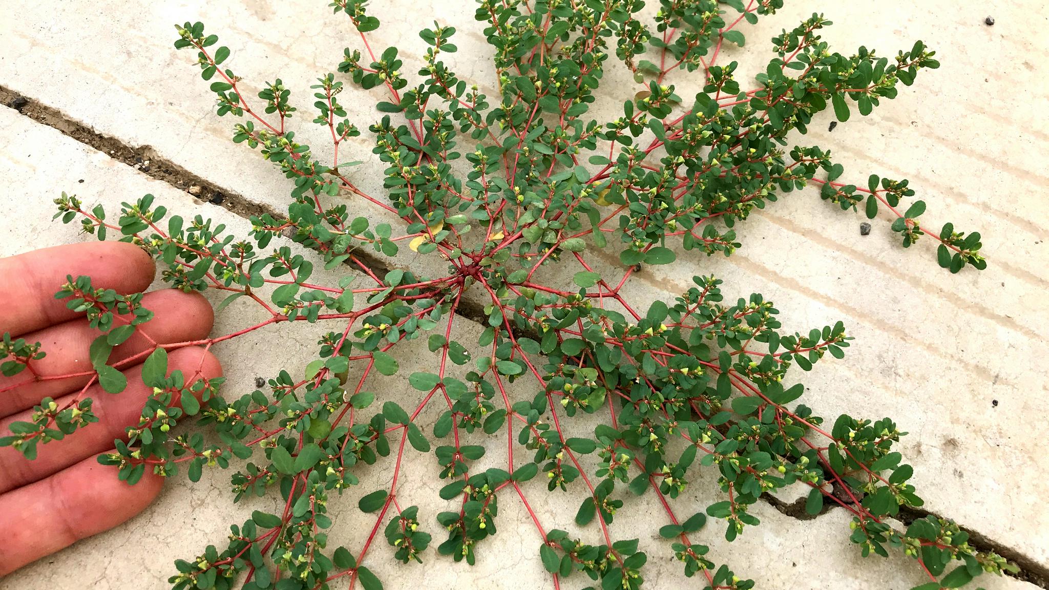 地锦草的功效与作用 地锦草煮鸡蛋的功效-百科叔叔