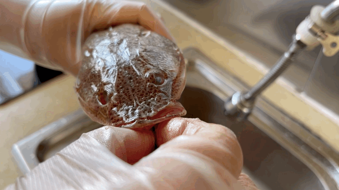 不过正经名都没什么知名度,它的别称更出名一些,比如驴尾巴,牛尾鱼