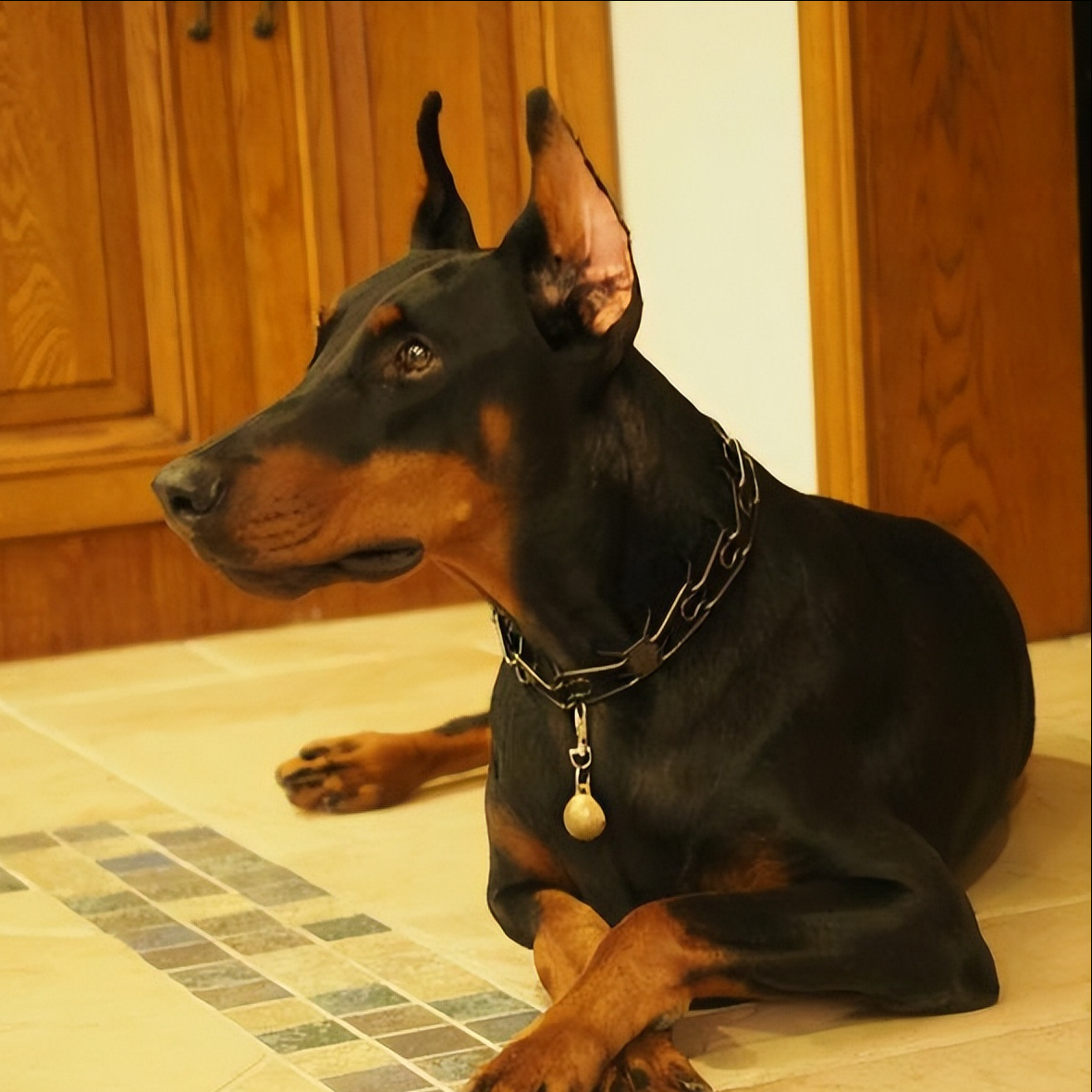 杜宾犬一只多少钱(养) - 价格百科