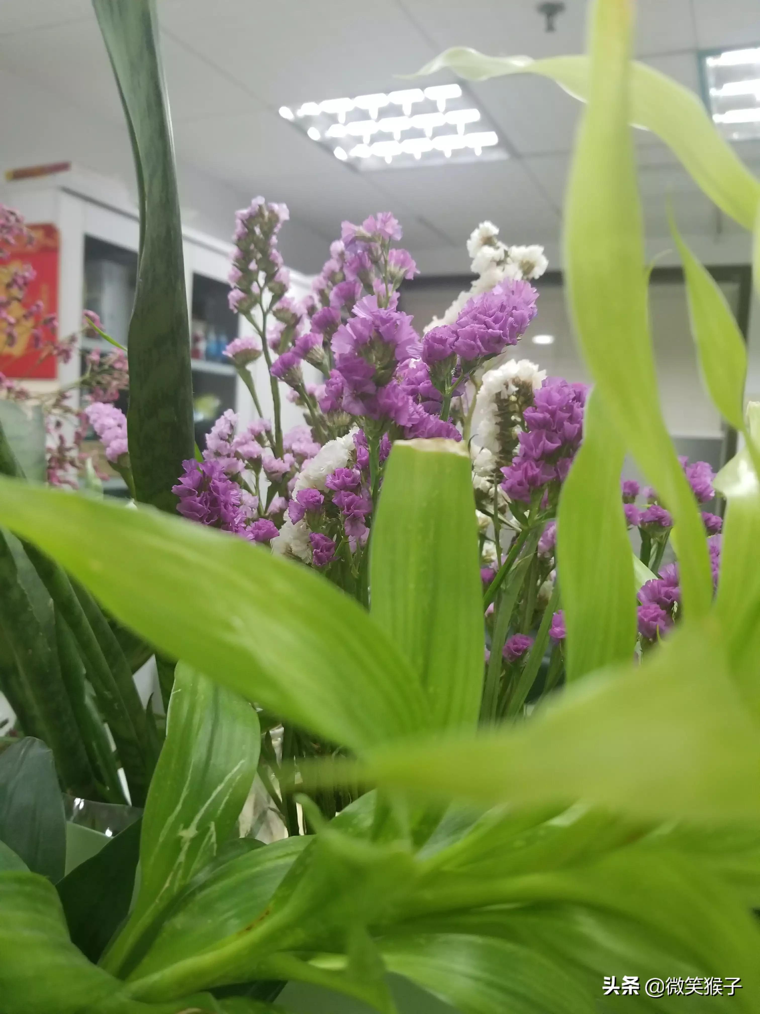 办公室养花草，你觉得重要吗？你在办公室，养过什么花？